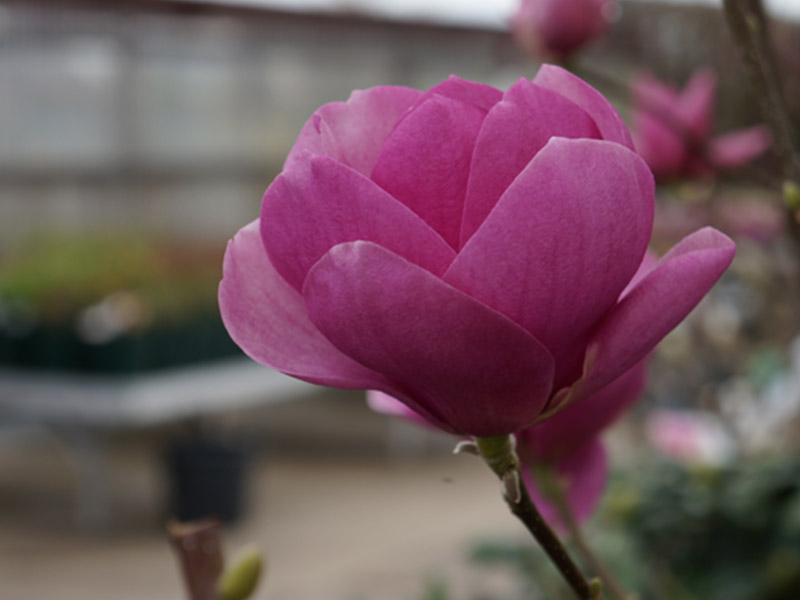 Magnolie