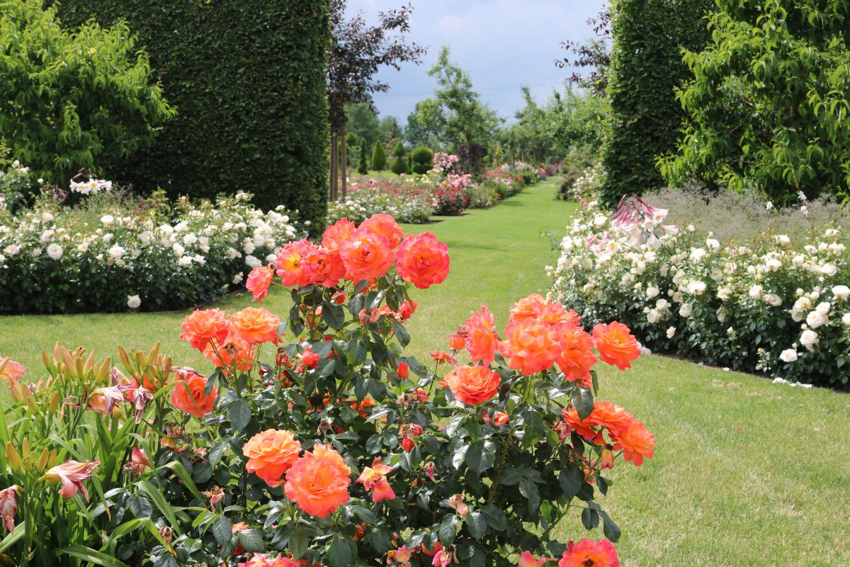 Impressionen Götzes Garten
