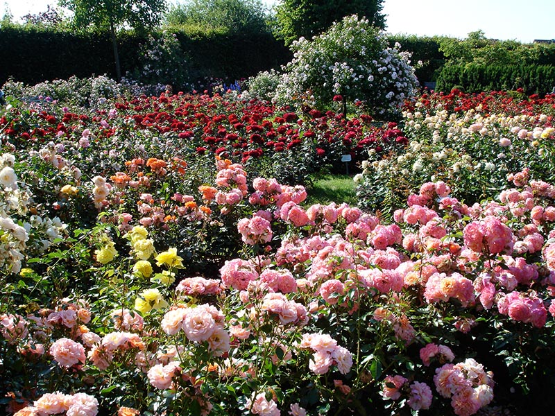 Rosengarten